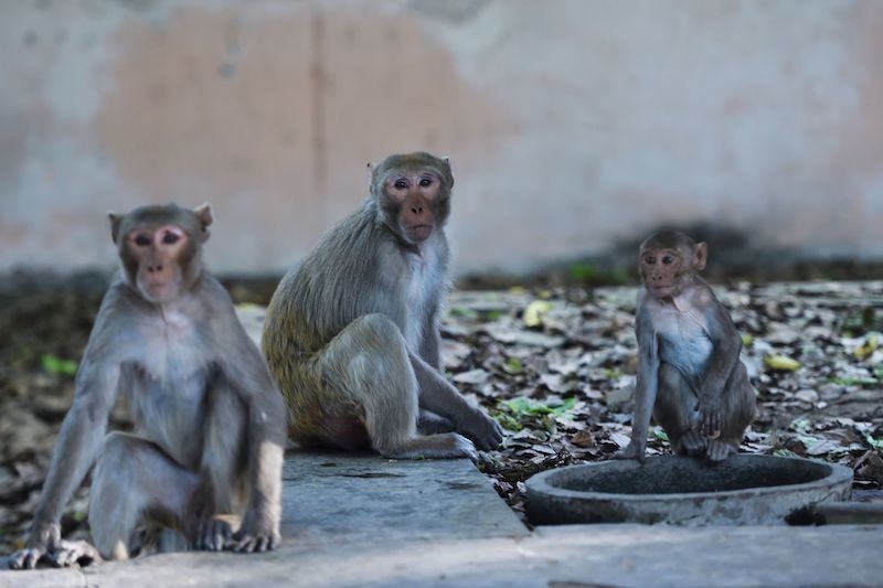 بھارت: بندروں کا اسپتال پر دھاوا، کورونا مریضوں کے خون کے نمونے لیکر فرار