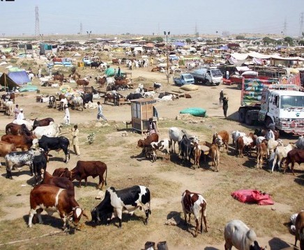 عید سے قبل مویشی منڈیاں لگانے کی اجازت دینے کامطالبہ