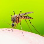 dengue-fever-mosquito
