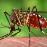 mosquito-flex – dengue