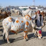 eid-ul-azha – cow mandi