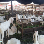 عیدالاضحی قریب آتے ہی مویشی منڈیوں میں رونق بڑھ گئی