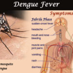 Dengue-Fever-banner