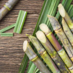 sugarcan