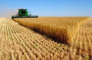 شہباز شریف چار سالہ دور میں دوسری دفعہ گندم بحران ہے.مزمل اسلم