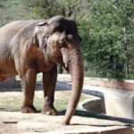 Elephant in Islamabad Zoo – to Combodia after IHC orders