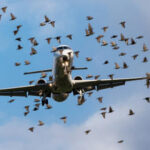 aerodrome-wildlife-hazard-management