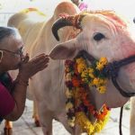 India – cow – prayer
