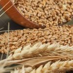 Fresh raw wheat seeds and ear of ripe wheat